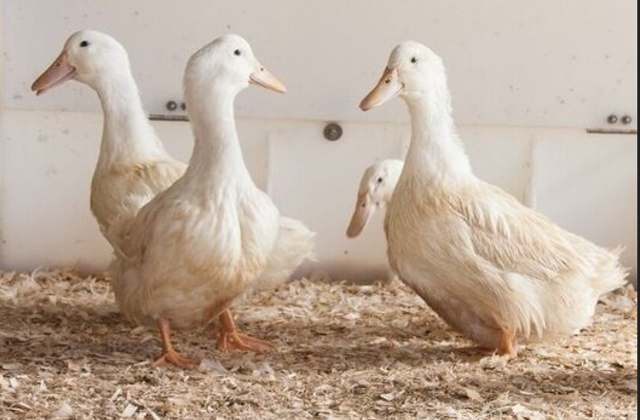 Silverhill Duck seeks new growers in bid to expand operations