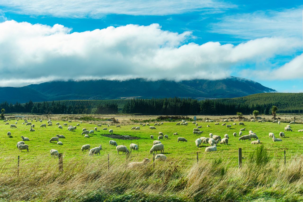 New Zealand red meat sector set for 'strong rebound' - report