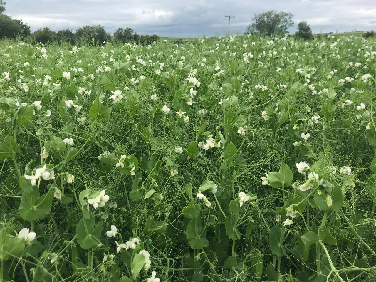 DAERA to launch pilot payment scheme for protein crops