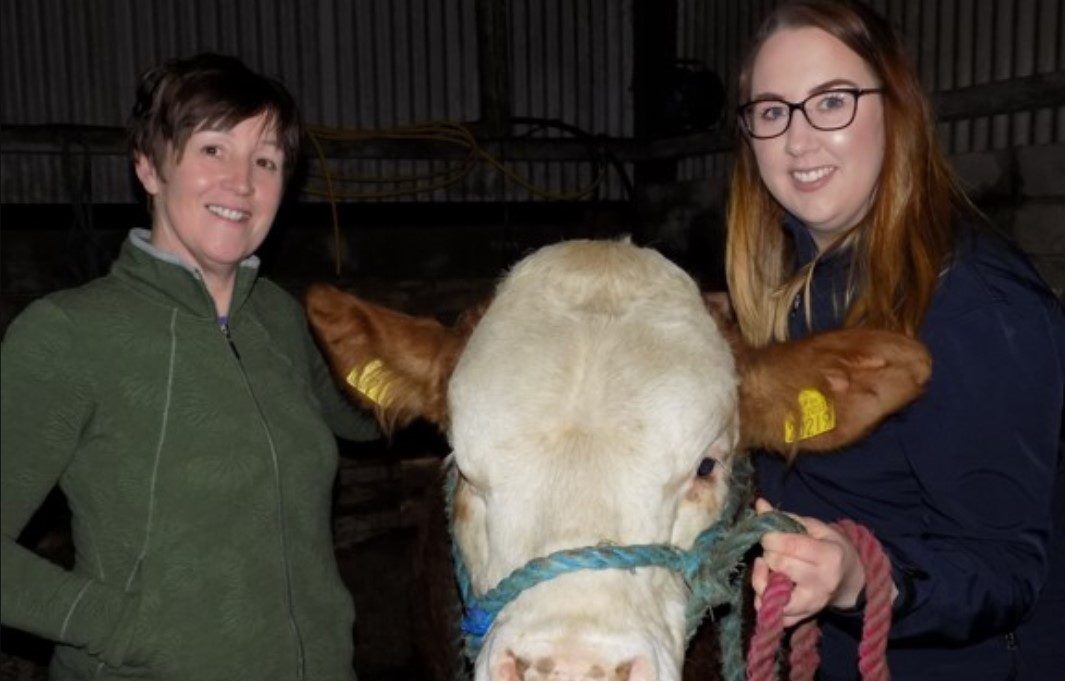 Simmentals take centre-stage for one family this Mother's Day