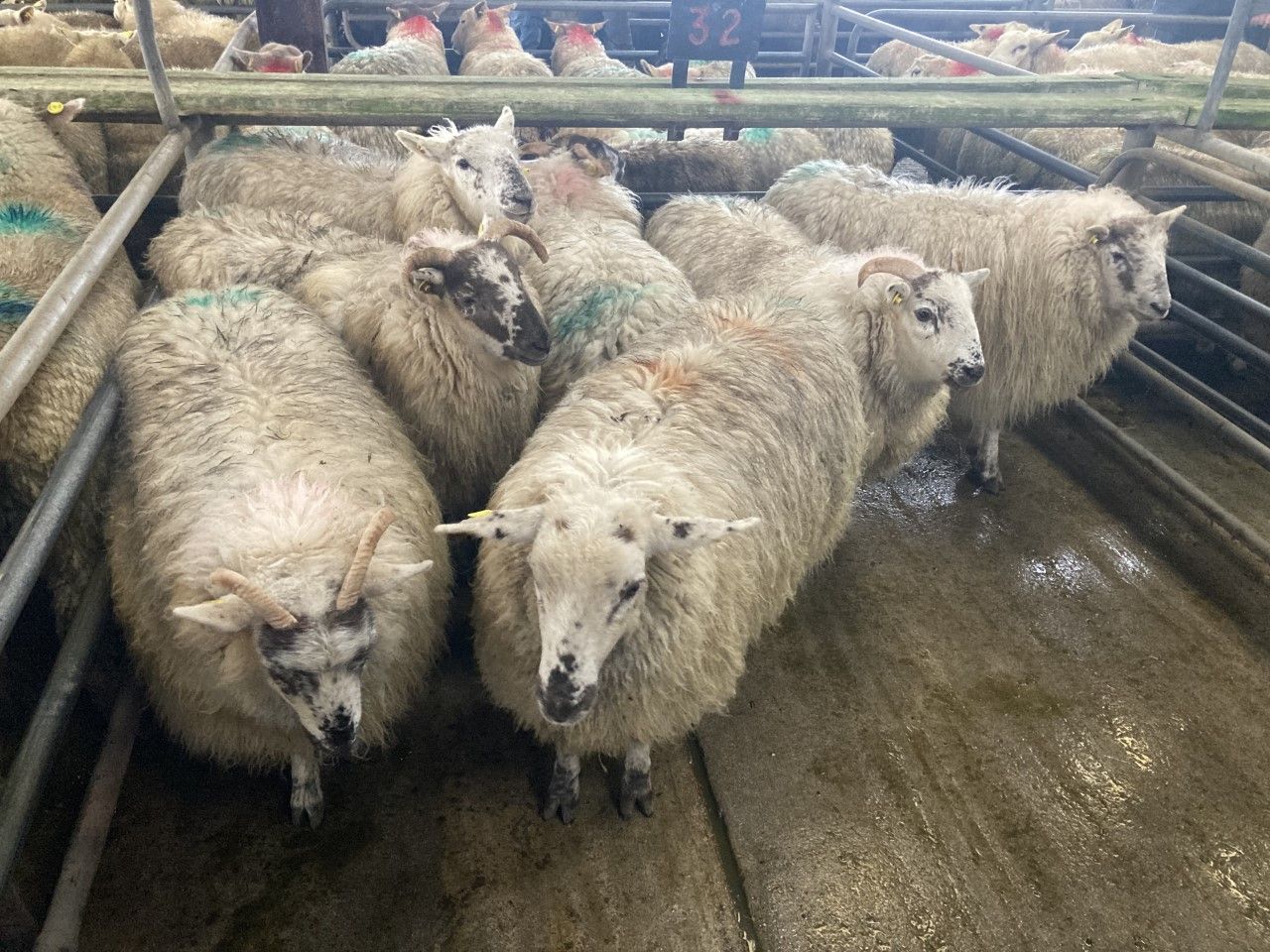 Opinion: Hogget pieces for sale at £24/kg in Bristol