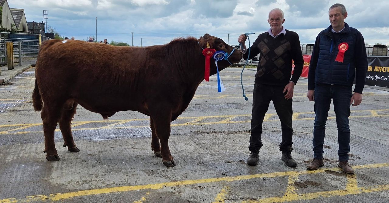 Bulls average €4,060 at final Munster Angus Breeders spring sale
