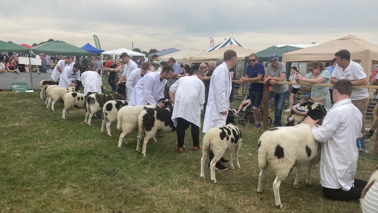 Record breaking entry of sheep set for Tullamore Show