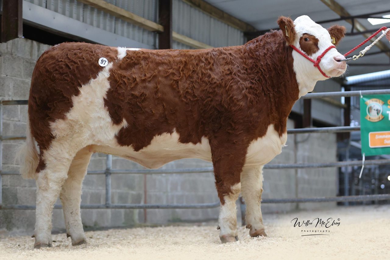 Heifers average over €5,700 at Roscommon Simmental premier