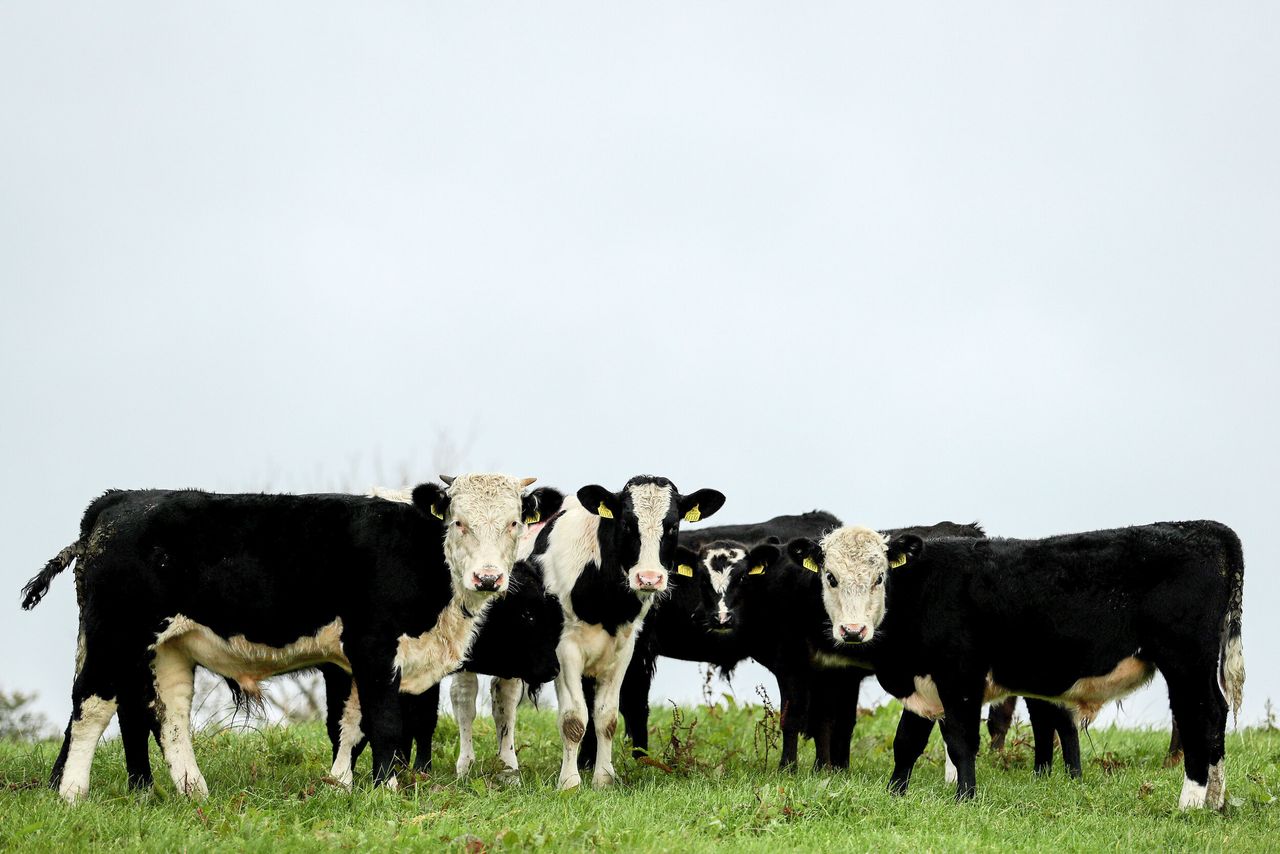 Quality Milk Awards 2020: Who was shortlisted in Ulster/Leinster?