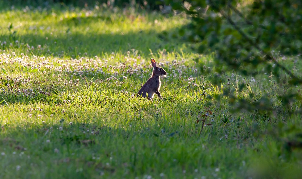 World Habitat Day: Remember the food and shelter that hedges provide