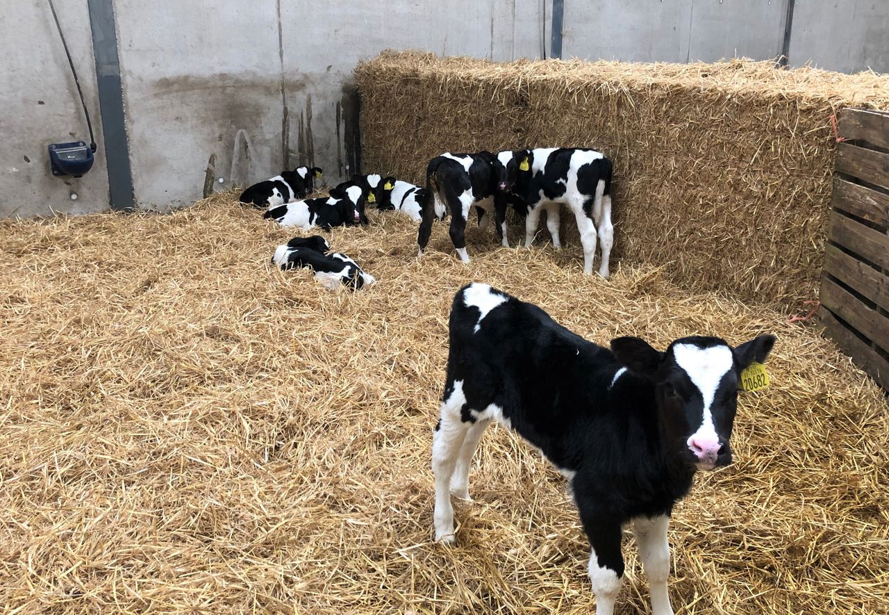 BVD valuations and processes 'underfunded and ineffective' - farm org