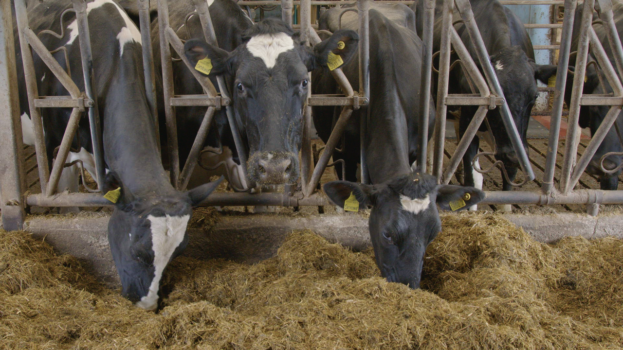Breeding Series 2023: Increasing combined fat and protein by 182kg in 12 years