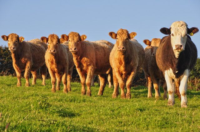 'Beef price cuts in meat factories must stop'