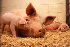 Emergency pigmeat meetings under way tonight as prices fall