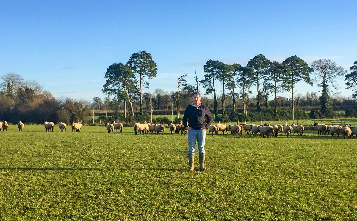 Sheep focus: Going down the New Zealand route in Co. Laois