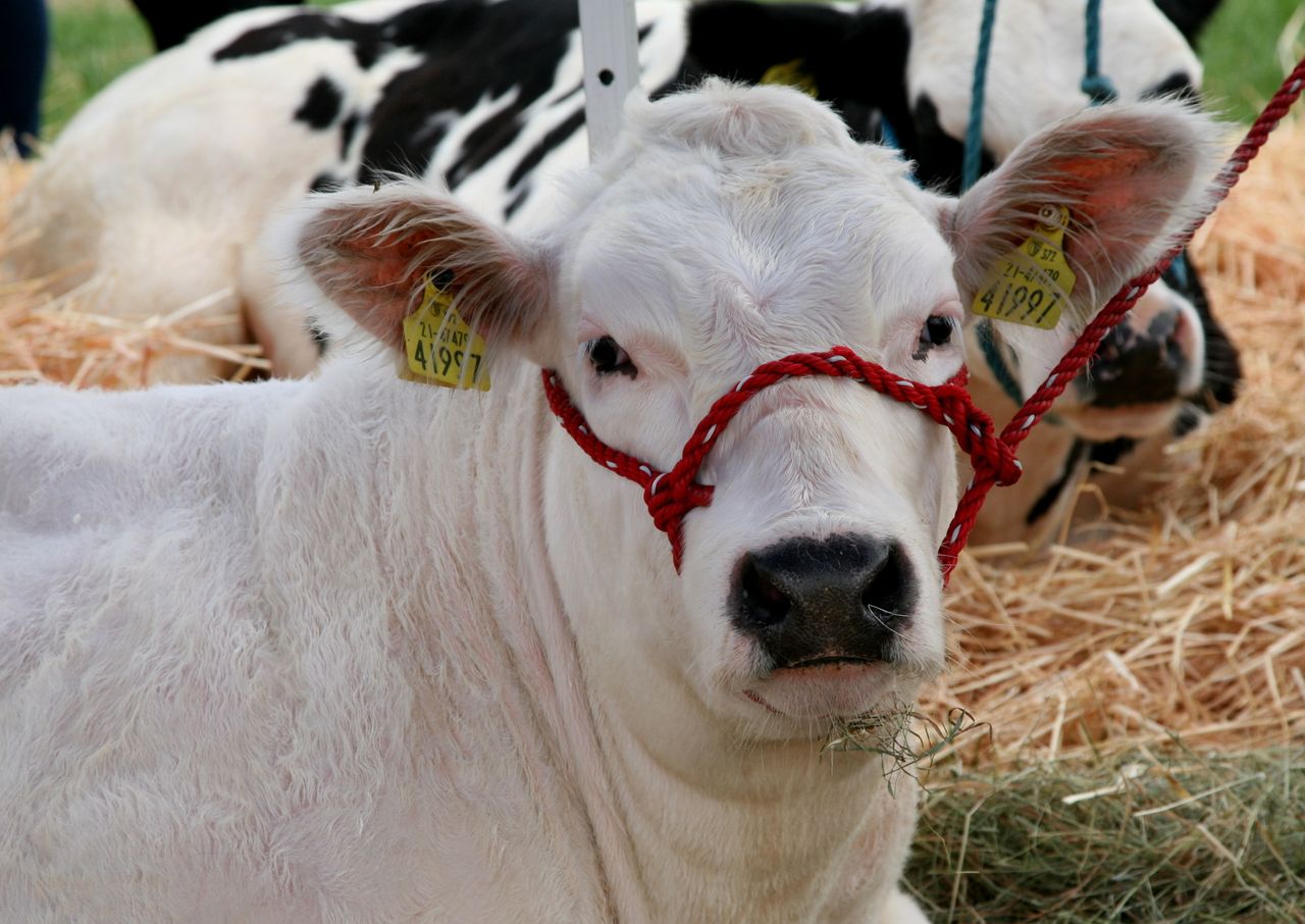 Tinahely Show captures 'essence of rural Ireland'