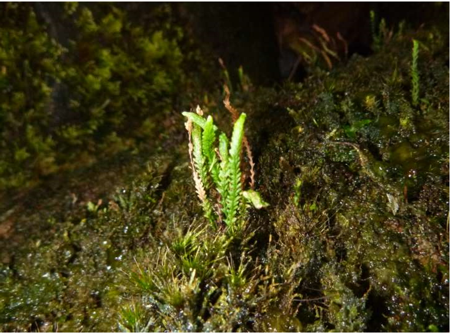 Second population of rare fern discovered in Killarney National Park