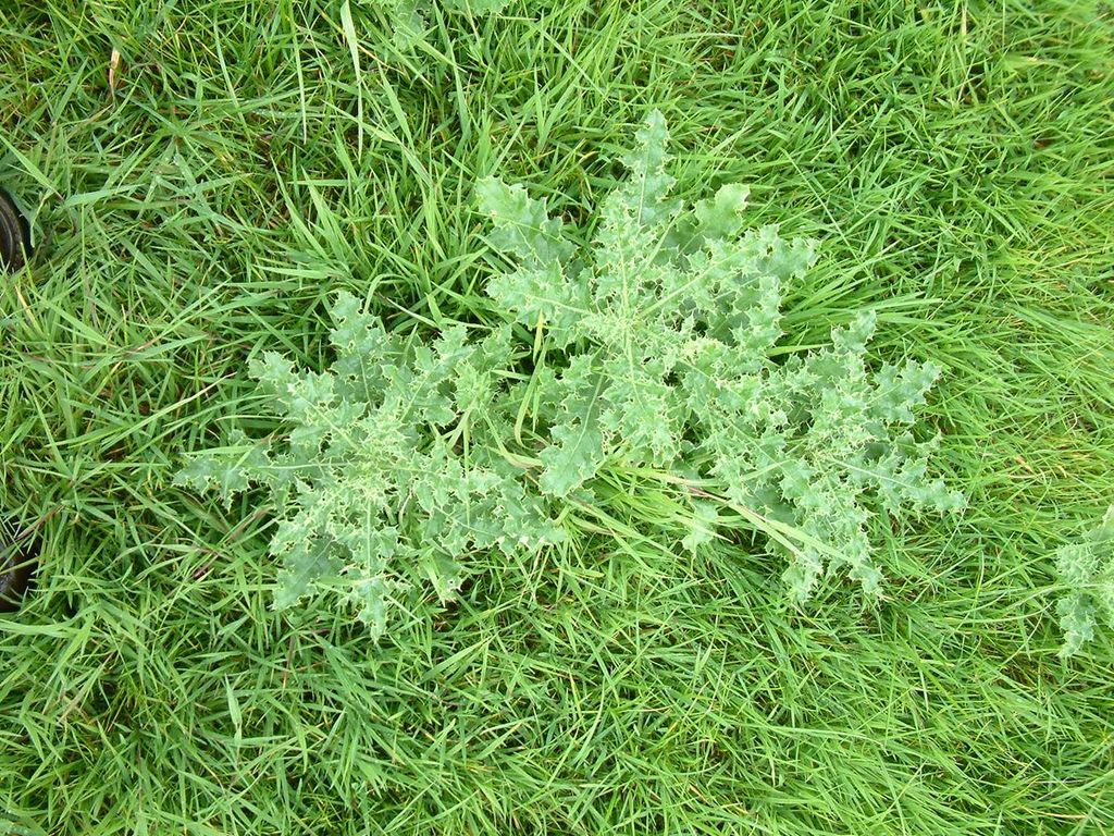 For best results from Thistlex, thistles should be actively growing, have four to 10 leaves, be 15-25cm high and before a seed head appears