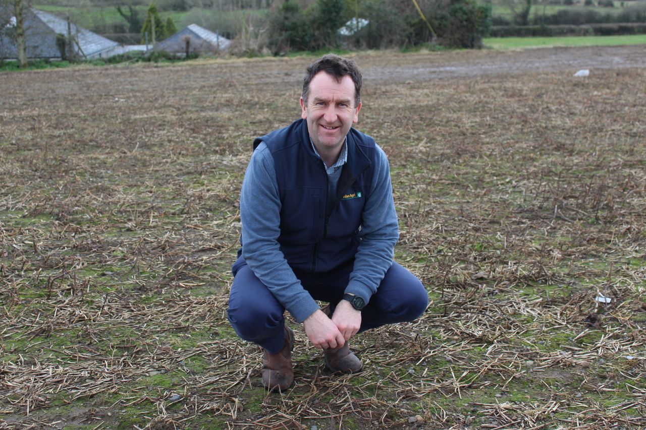 BYDV identified in Carlow, Kilkenny, Kildare area