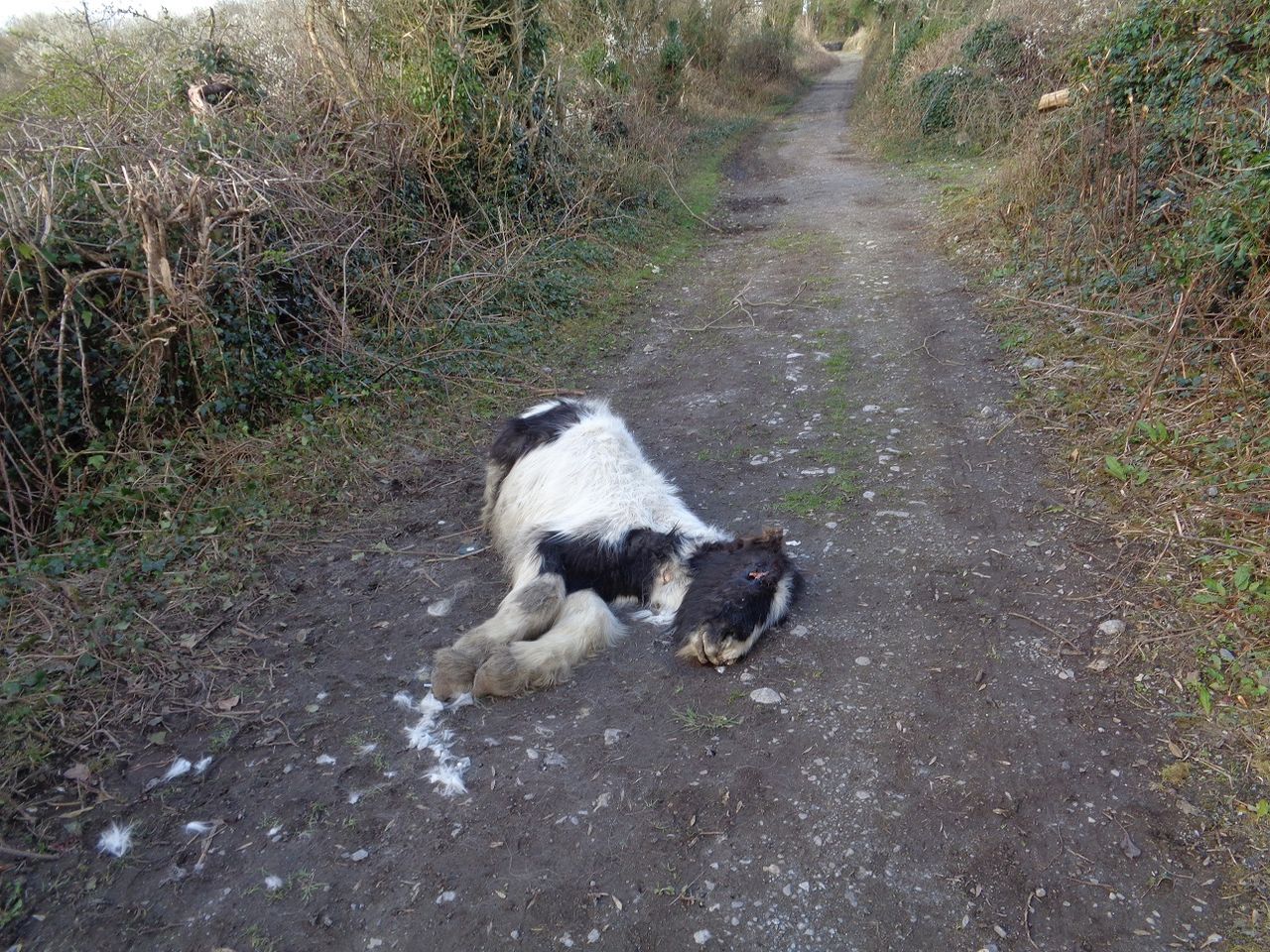 Illegal animal dumping: 'People should not be doing this in a modern society'