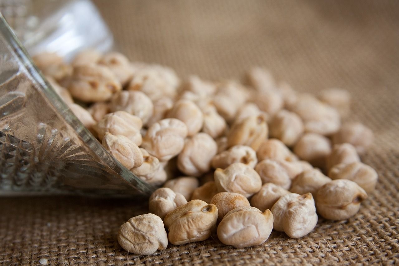 New chickpea breeding and research programme in the UK