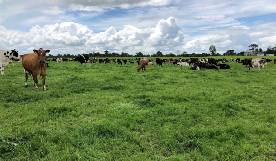 Dairy management: Improving the quality of pastures and reseeding