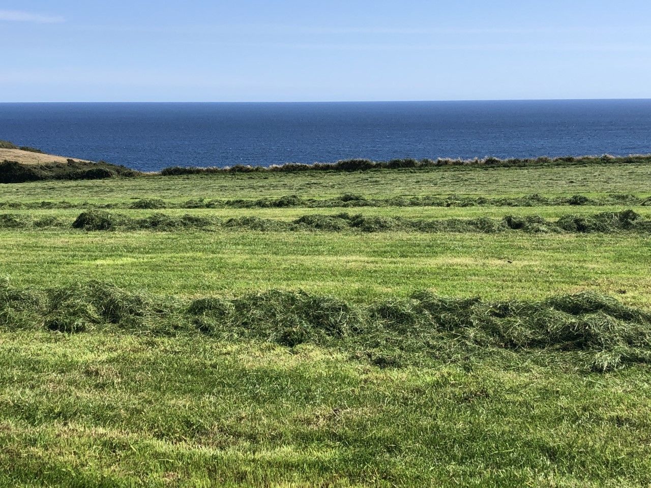 Thinking about making third-cut silage? Here's a few things to keep in mind...