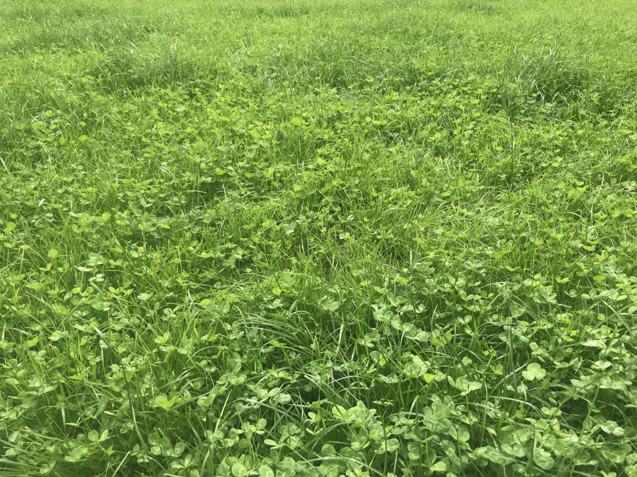 Grass growth: Have we turned a corner?
