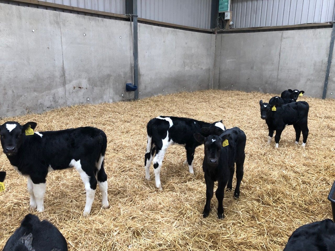 Survey: '75% of dairy farmers willing to contribute small fee towards a sexed-semen lab'