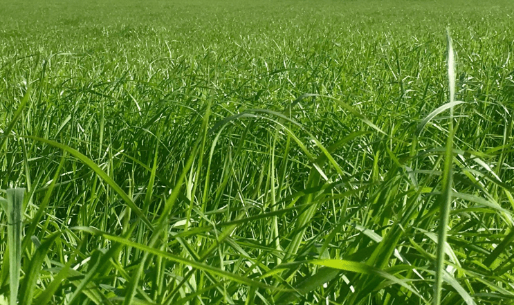 Germinal sells Morton's brand