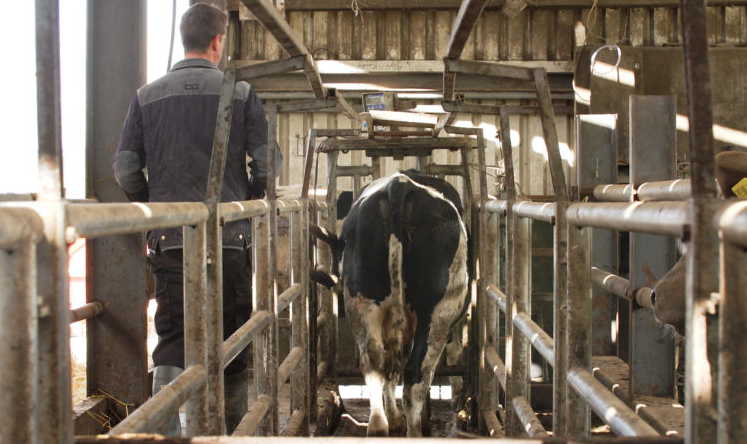 When are cattle fit for slaughter?