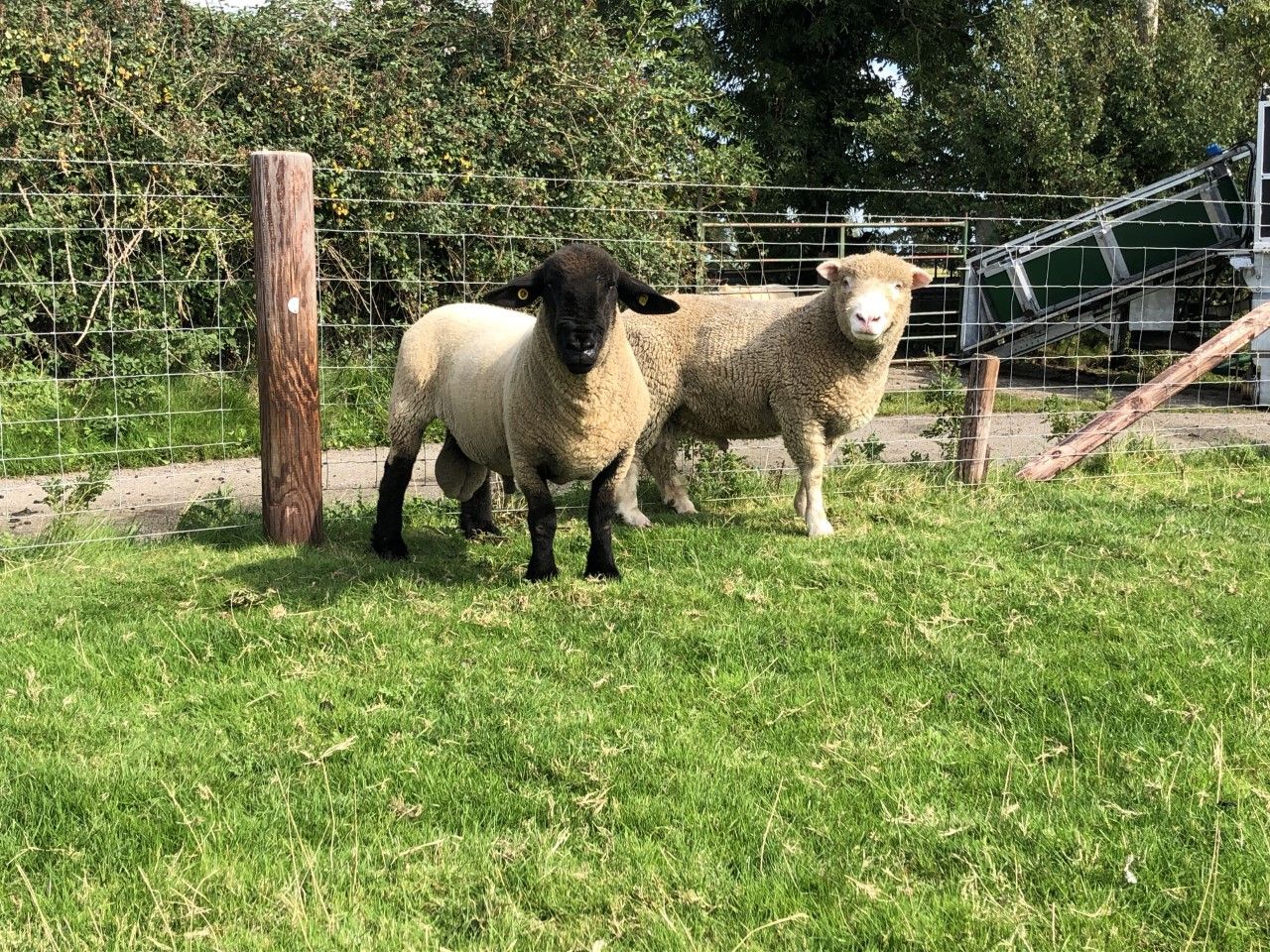 Ram health checks in advance of breeding