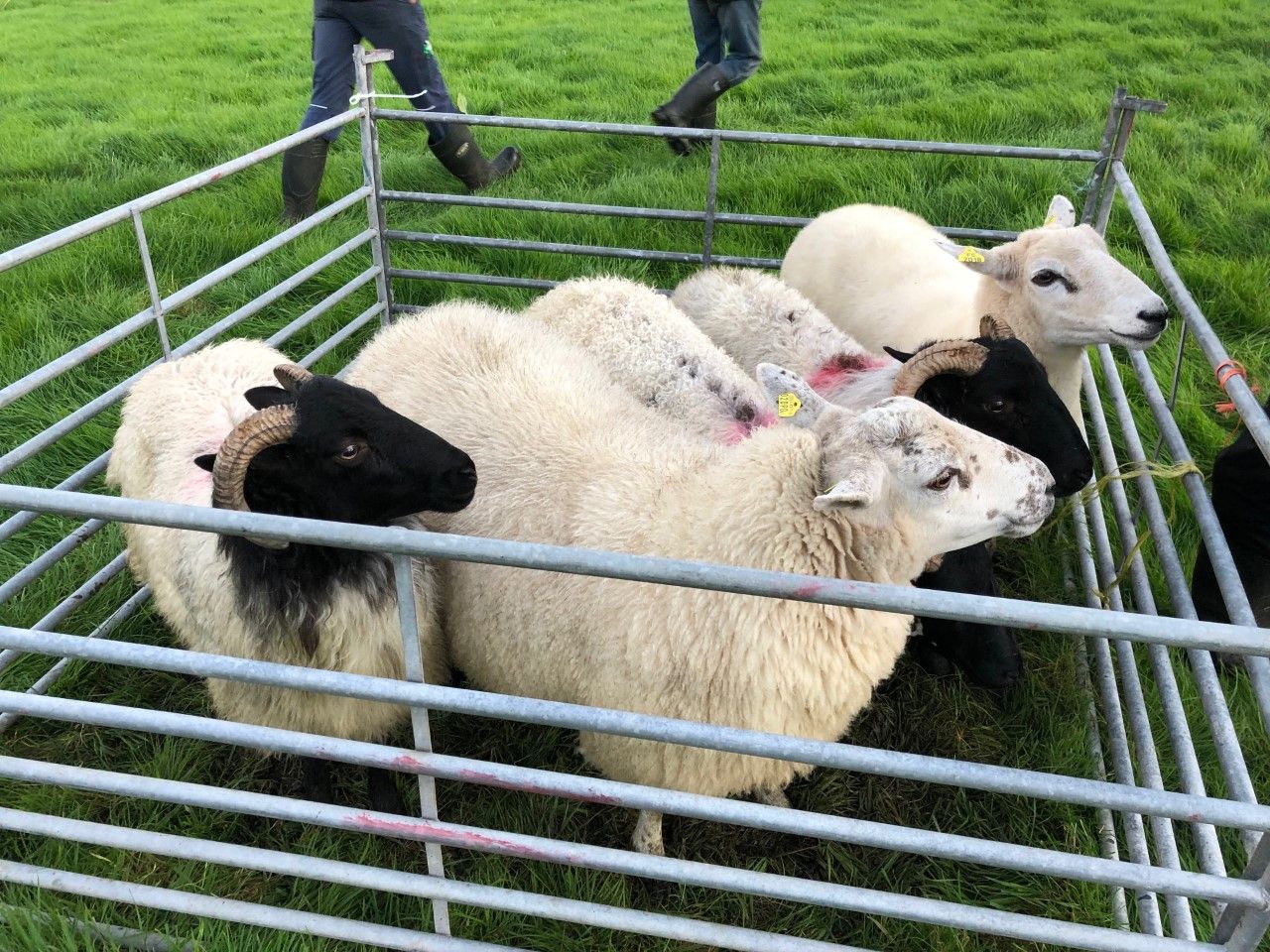 Once-off sheep tag subsidy deadline approaching