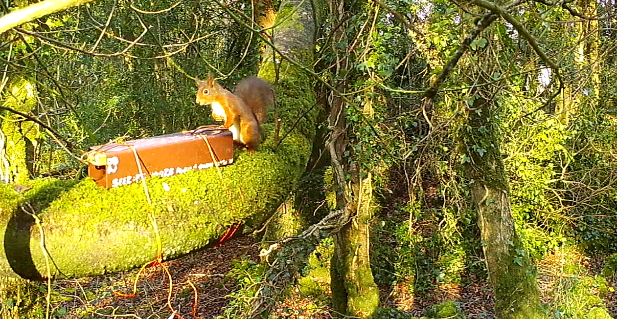 Research suggests red squirrels can detect a natural predator