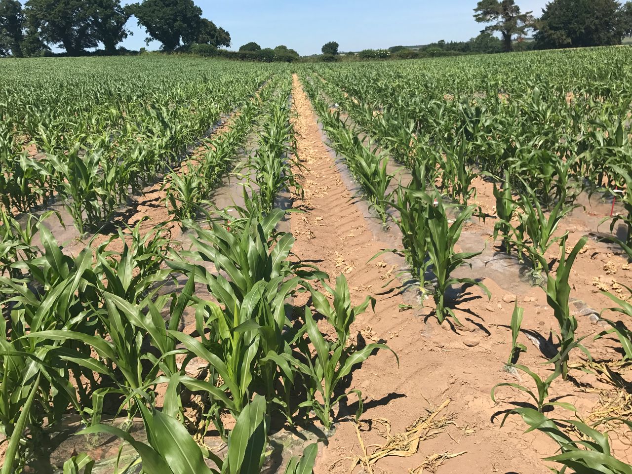 Maize acreage looks set to increase by 15% in 2022
