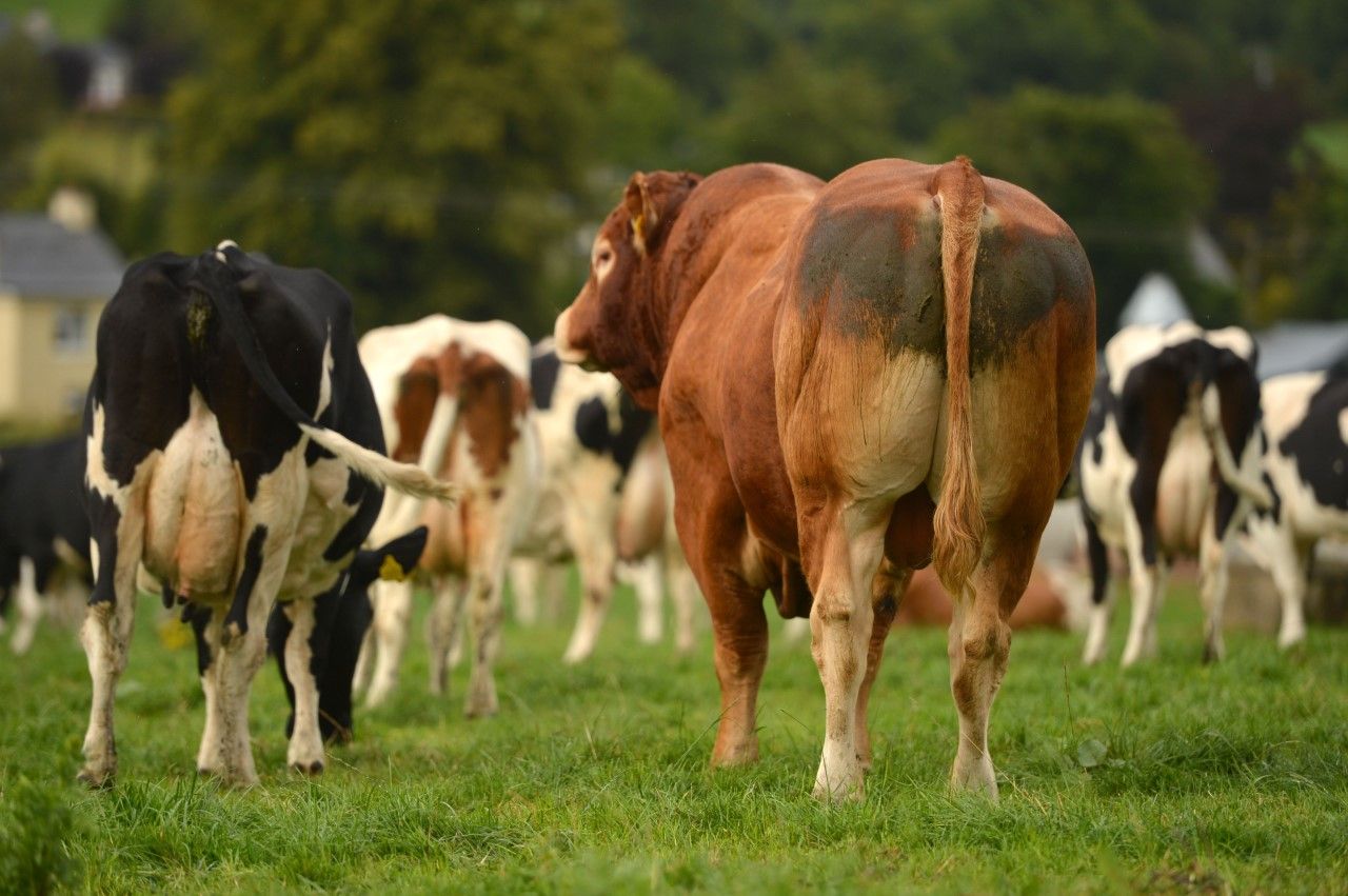 Reminder: NI Agricultural Census deadline approaching