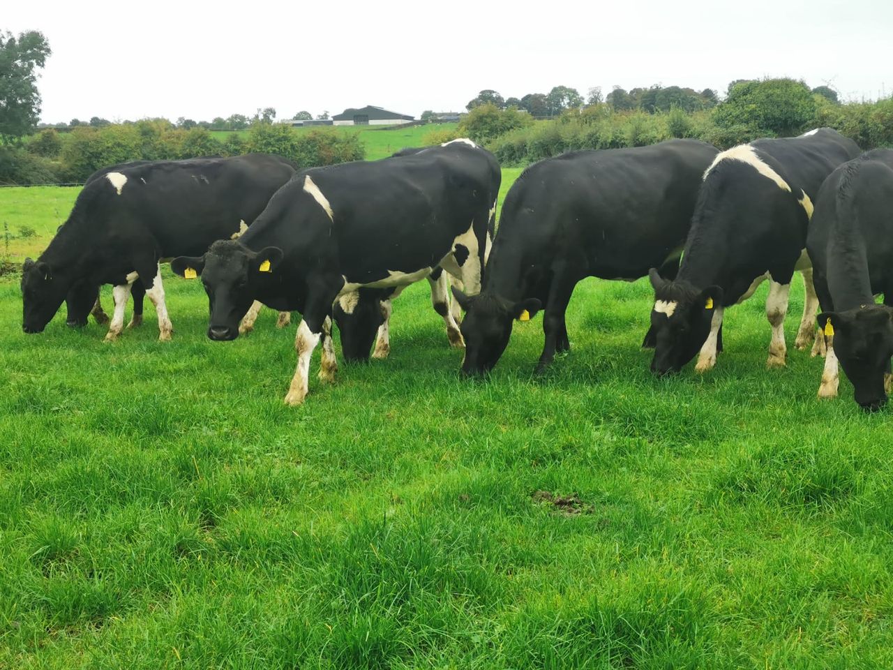 'Highest EBI dairy sale in the country' set for this Thursday
