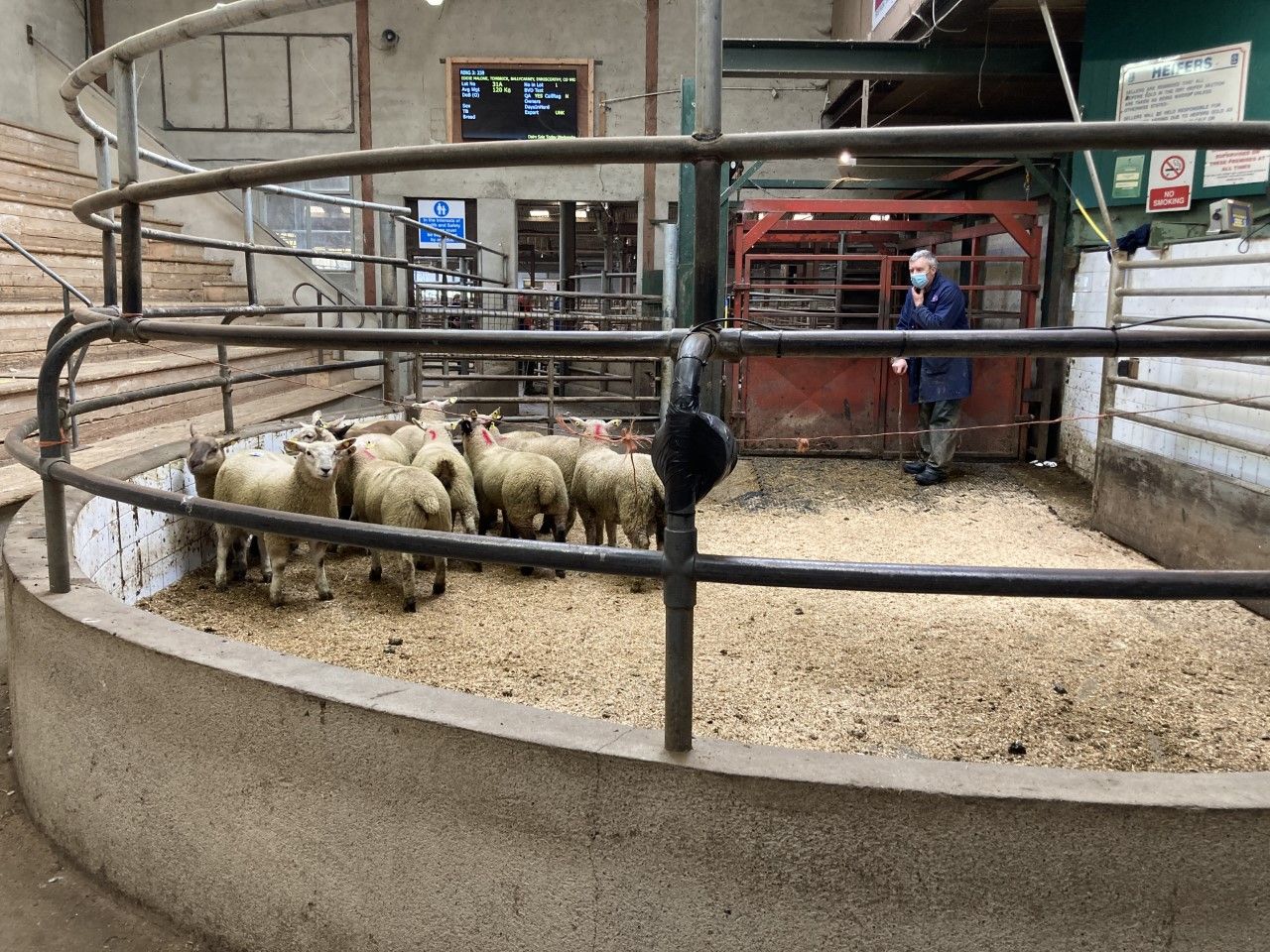Sheep marts: Spring lamb prices suffer, cull ewes and hoggets hold firm