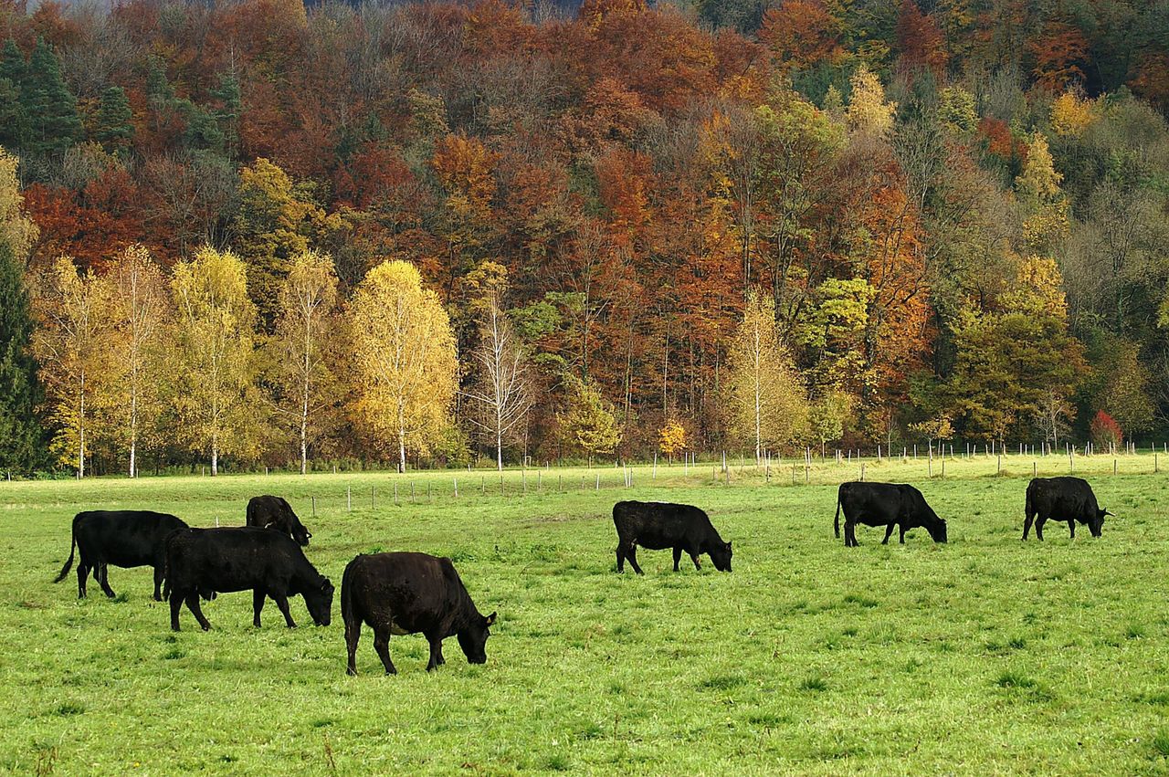 1,000 pedigree Angus heifers wanted for export
