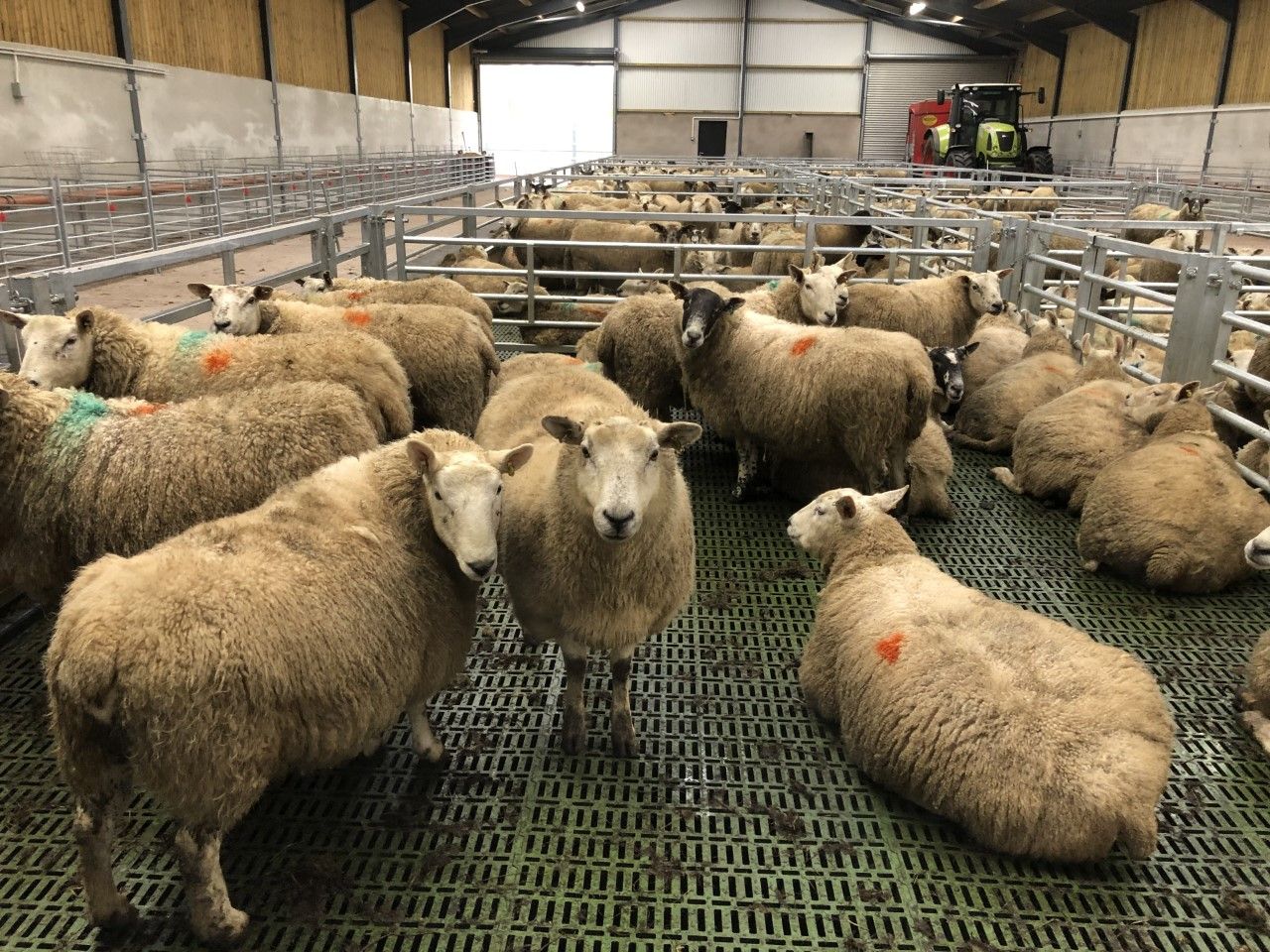 Controlling lameness in sheep at housing