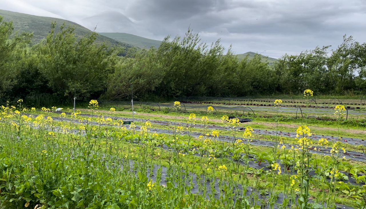 269 farmers due to join Organic Farming Scheme this year