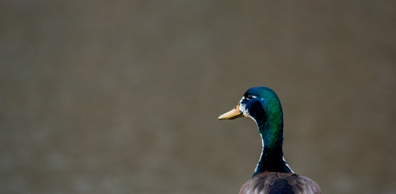 Avian influenza detected on Monaghan duck farm
