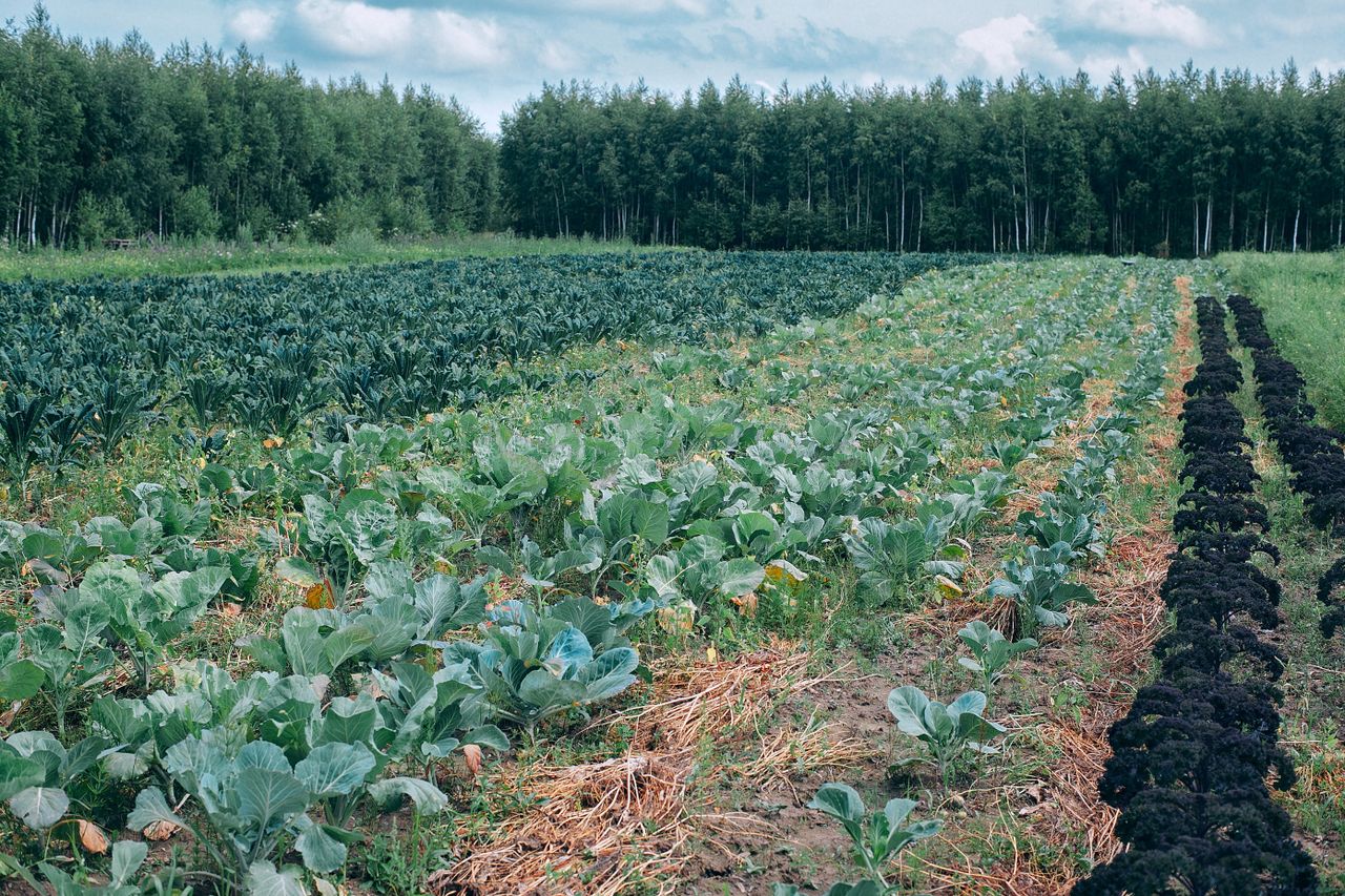 Organic Farming Scheme opens for applications