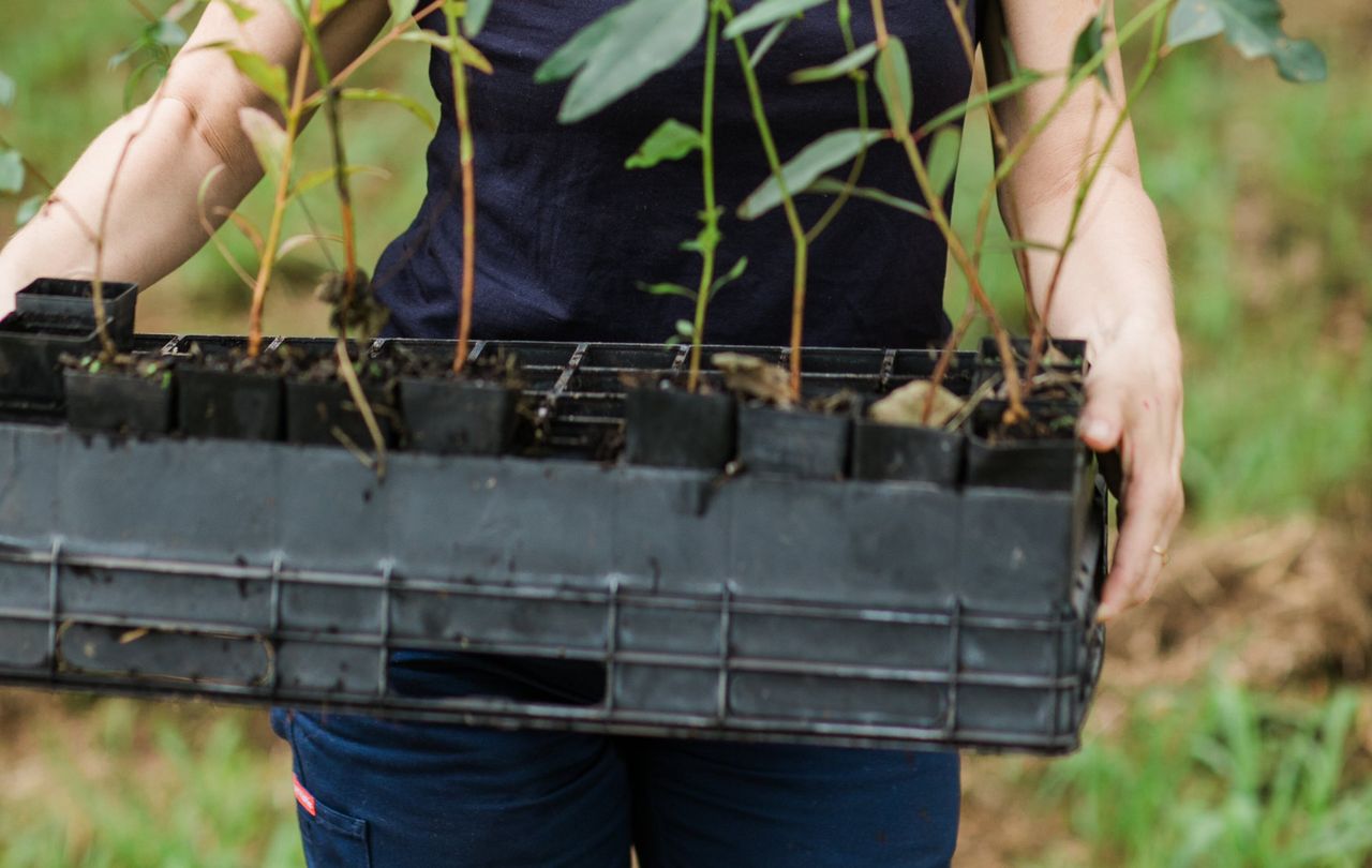 163 planting licences issued since new Forestry Programme