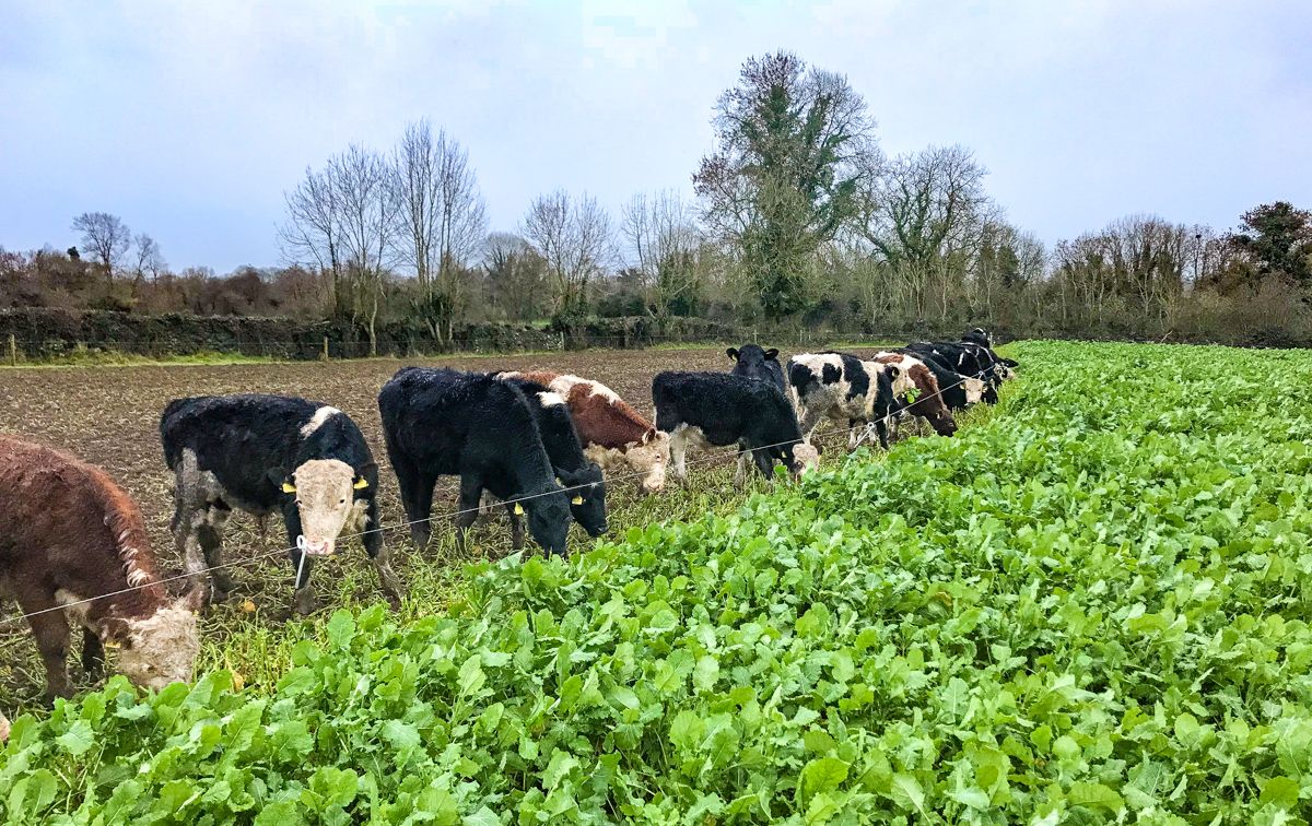 Sowing kale as a winter feed