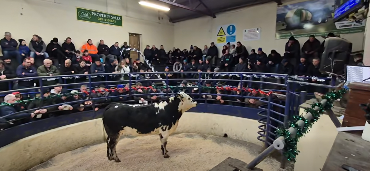 Sale report: Top prices from Herbies Heifers sale in Carrigallen