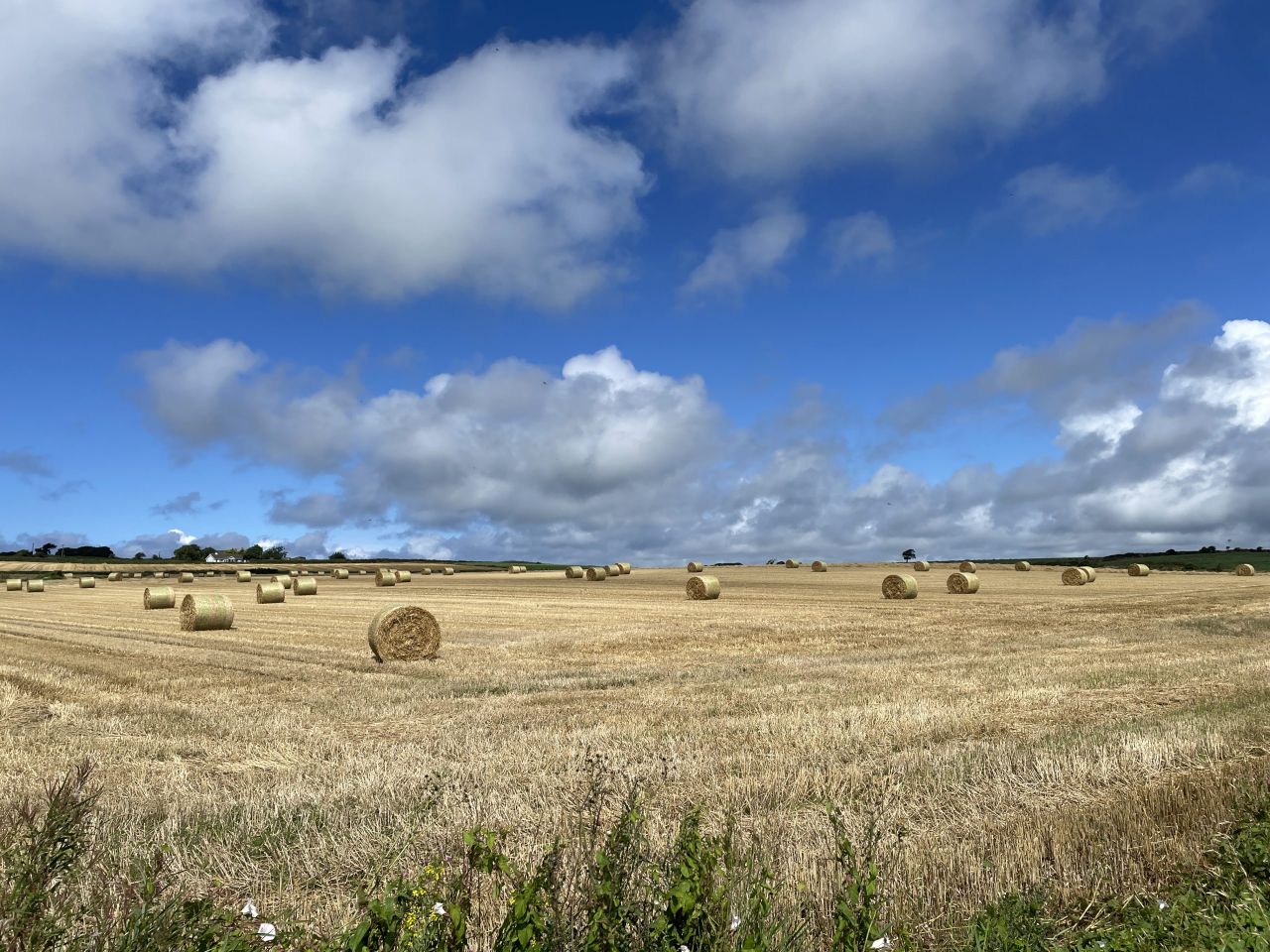 DAFM processes SIM withdrawal requests amid fodder shortage