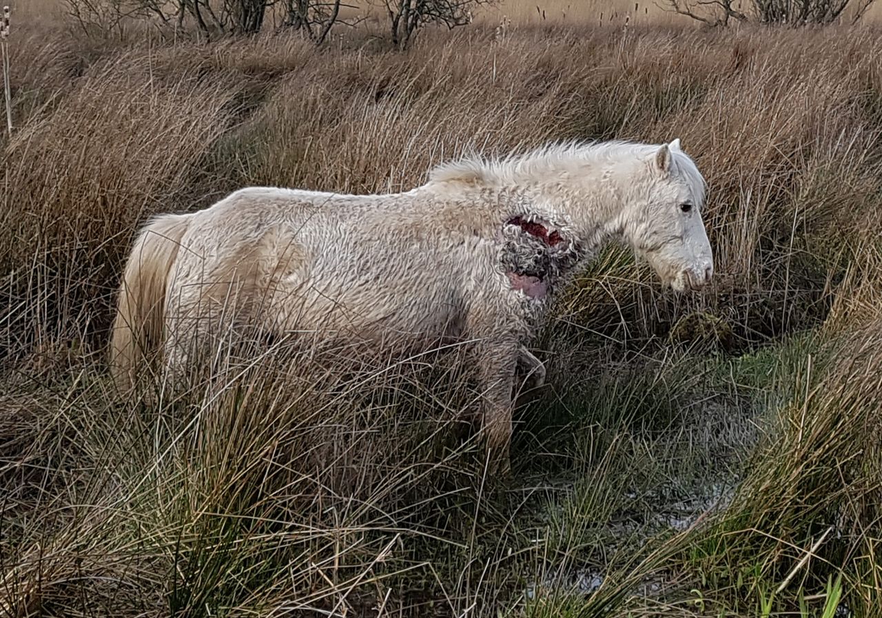 Pony rescued from field in Wicklow with 'horrific neck injury' makes full recovery