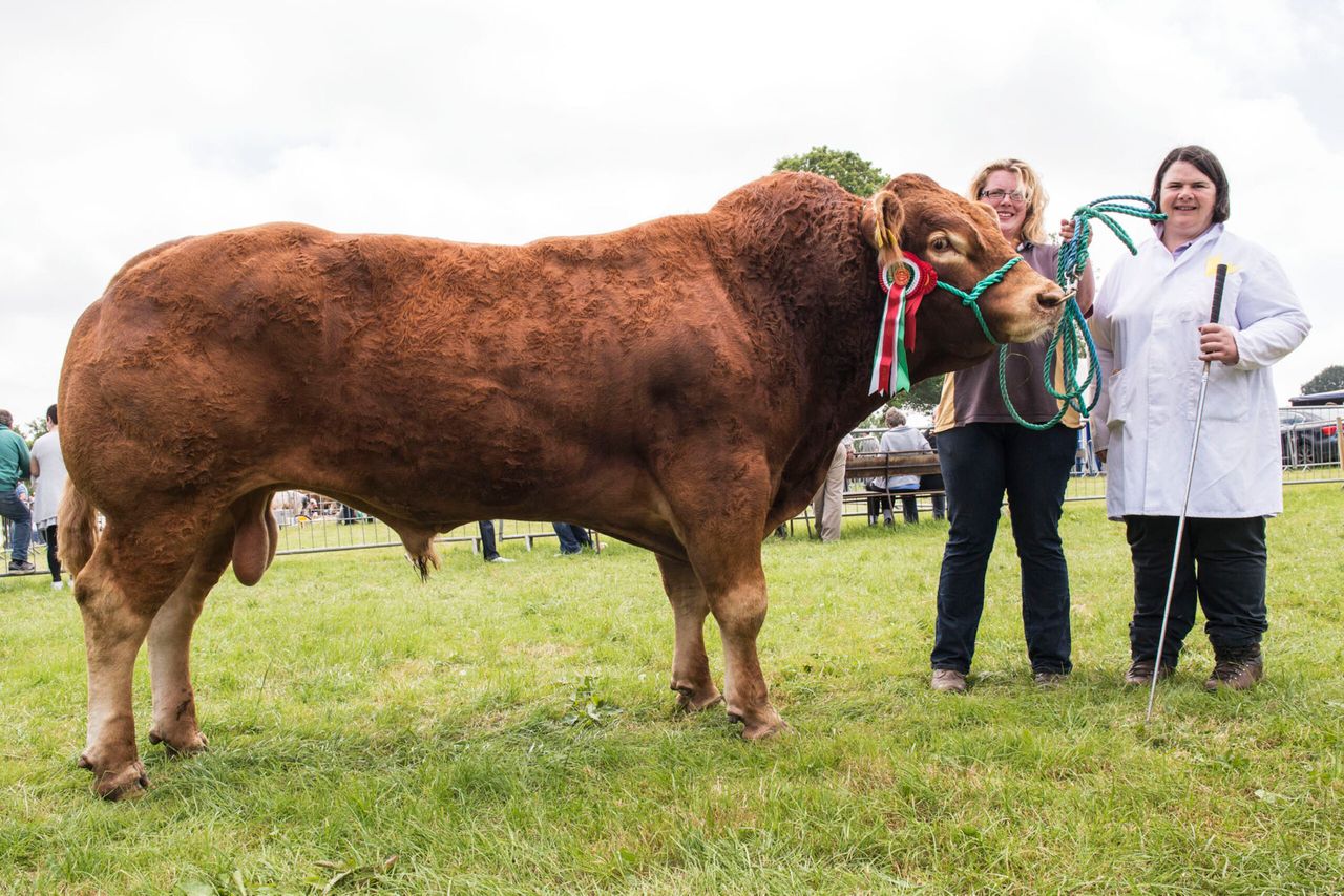 Limousin extravaganza at Antrim Show