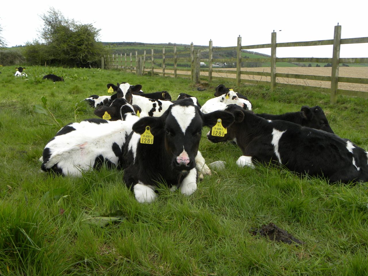 Authorisation of new and replacement NI cattle tags suspended