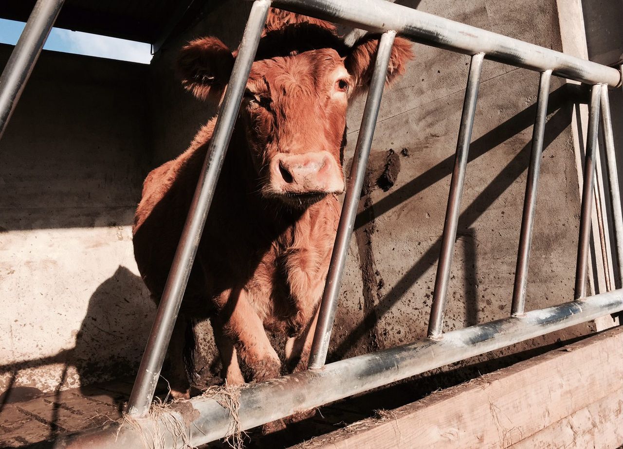 More cattle to be destroyed on Scottish BSE farm as a precaution