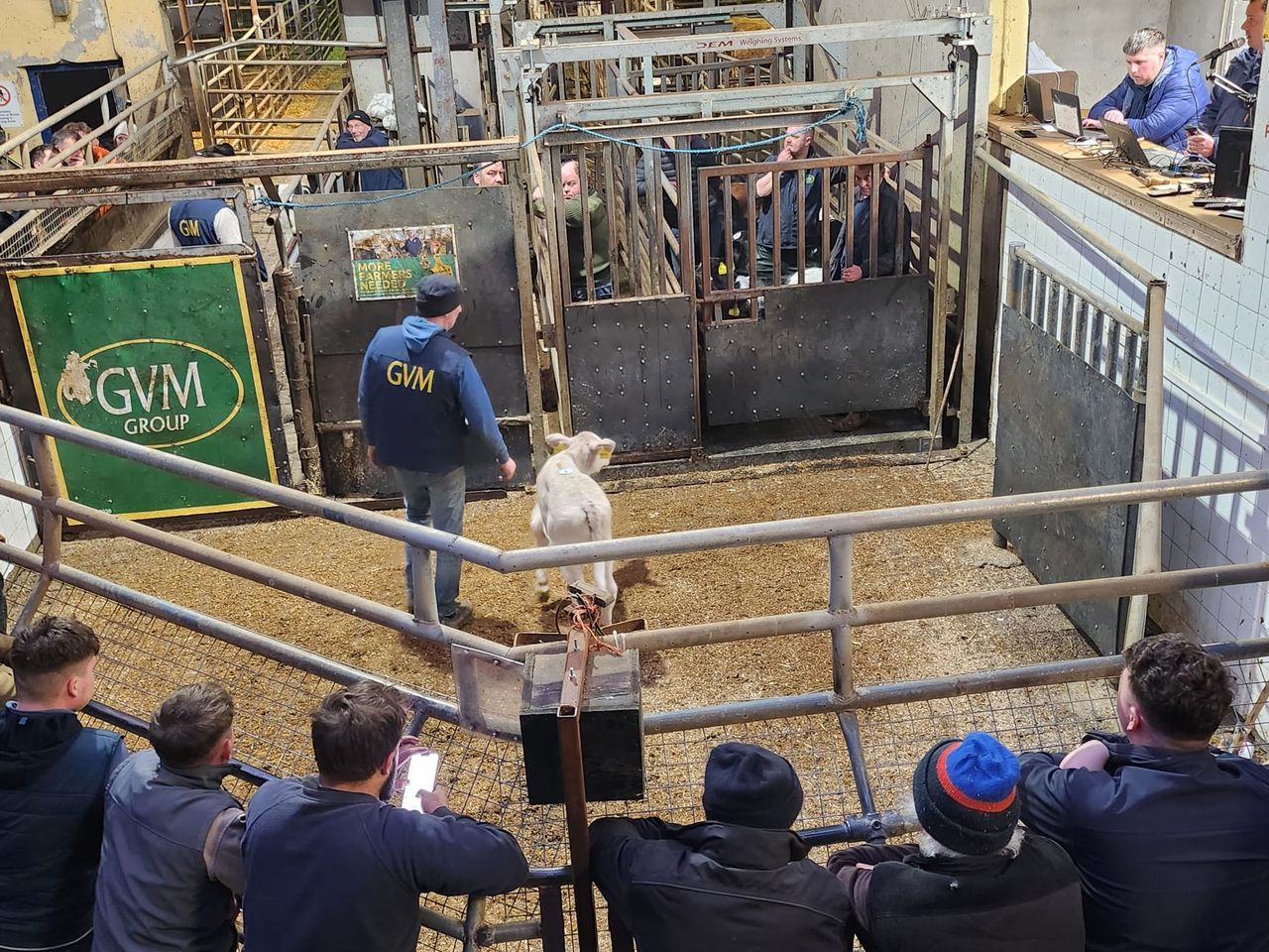 Tullamore Mart was 'hopping' for charity calf sale that raised €19k