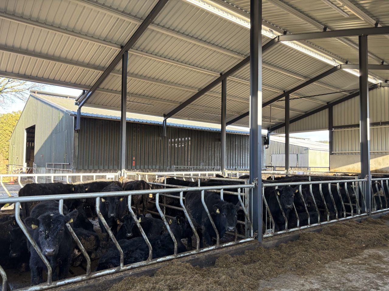 Crowd gathers for 'Calf Care' event on Wicklow farm