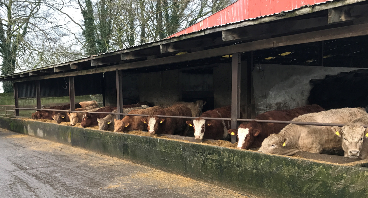 2022 factory cattle supply set to be highest in 23 years